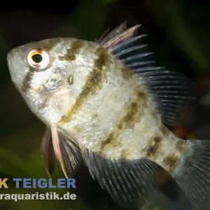 Scheibenbarsch, Enneacanthus chaetodon, 5-8 cm (Kaltwasser) Neue Ware